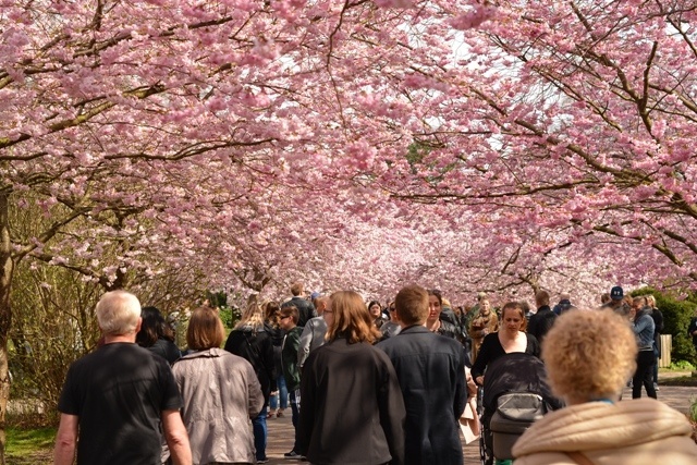 Sakura Festival Köpenhamn